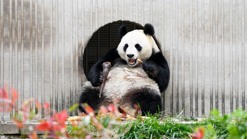 In pics: giant pandas in Wolong National Nature Reserve
