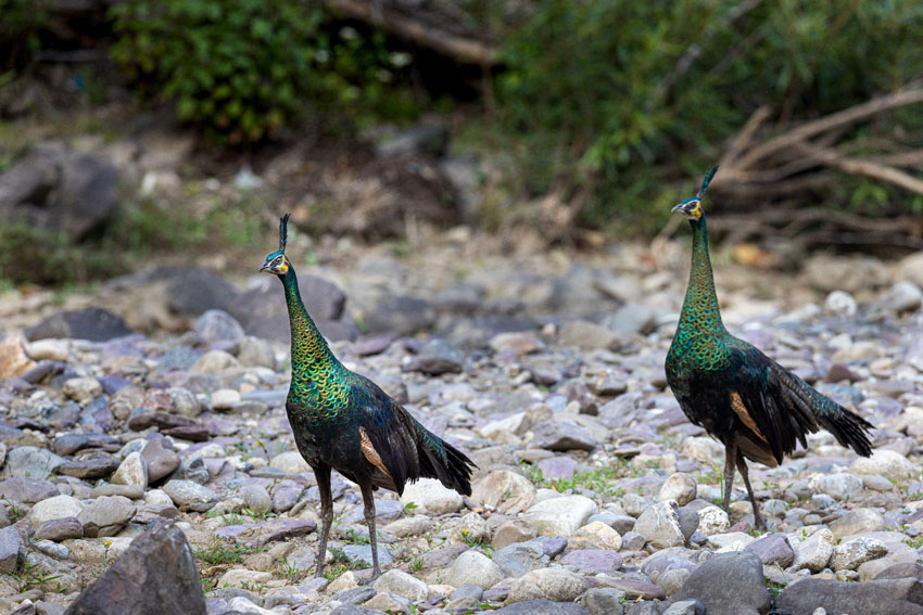 Yunnan’s nature reserve releases HD pictures of critically endangered green peafowl