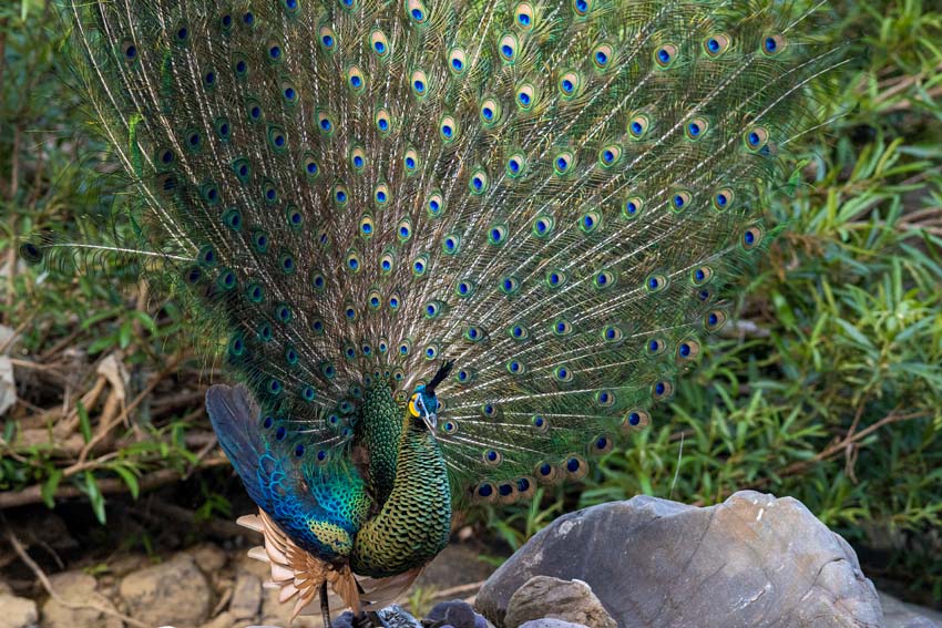 Yunnan's nature reserve releases HD pictures of critically endangered green  peafowl - People's Daily Online