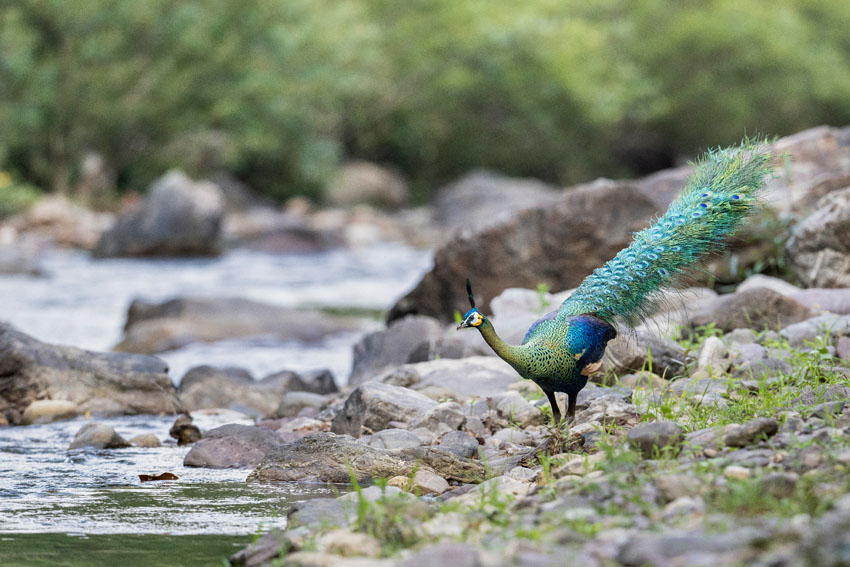 Yunnan’s nature reserve releases HD pictures of critically endangered green peafowl