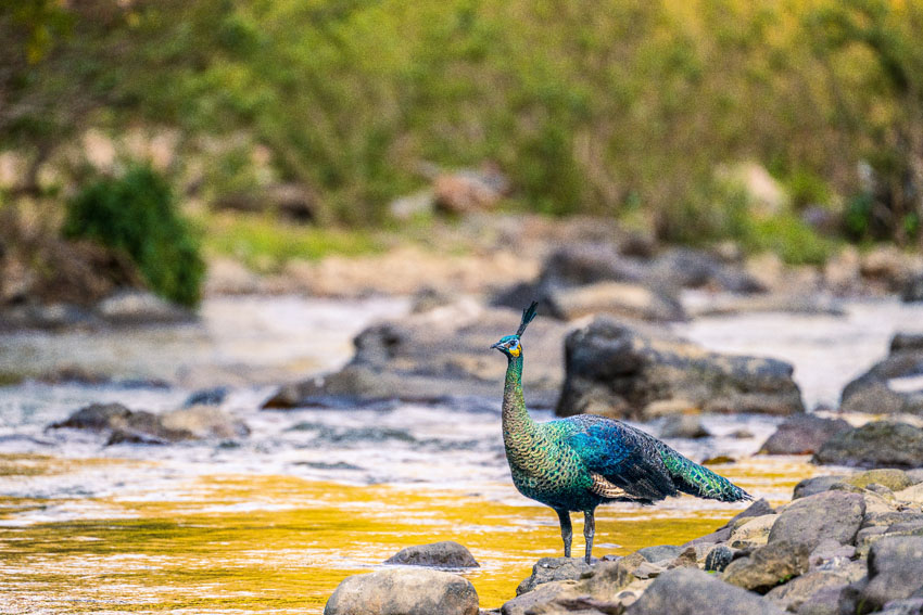 Yunnan’s nature reserve releases HD pictures of critically endangered green peafowl