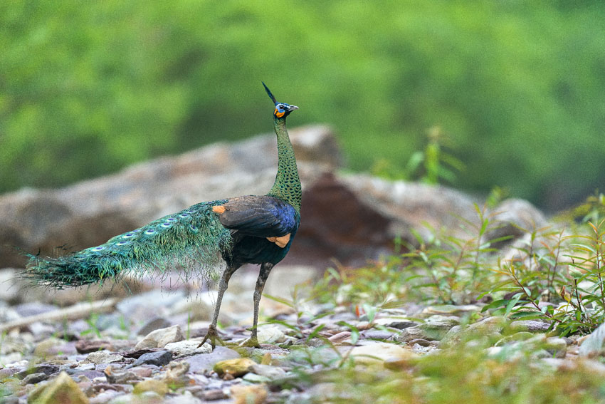 Yunnan’s nature reserve releases HD pictures of critically endangered green peafowl