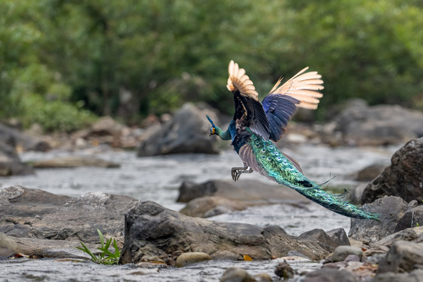 Yunnan’s nature reserve releases HD pictures of critically endangered green peafowl