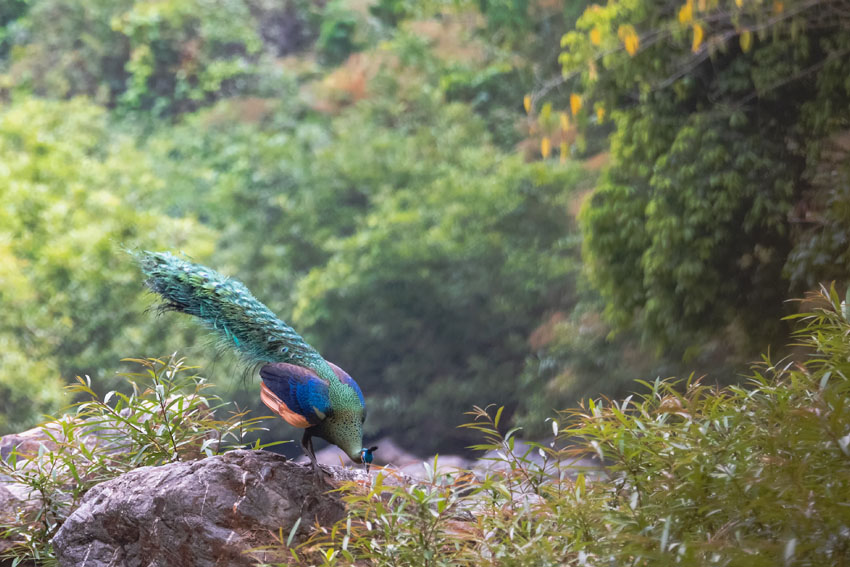 Yunnan’s nature reserve releases HD pictures of critically endangered green peafowl