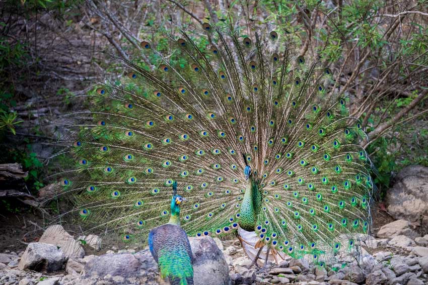 Yunnan’s nature reserve releases HD pictures of critically endangered green peafowl