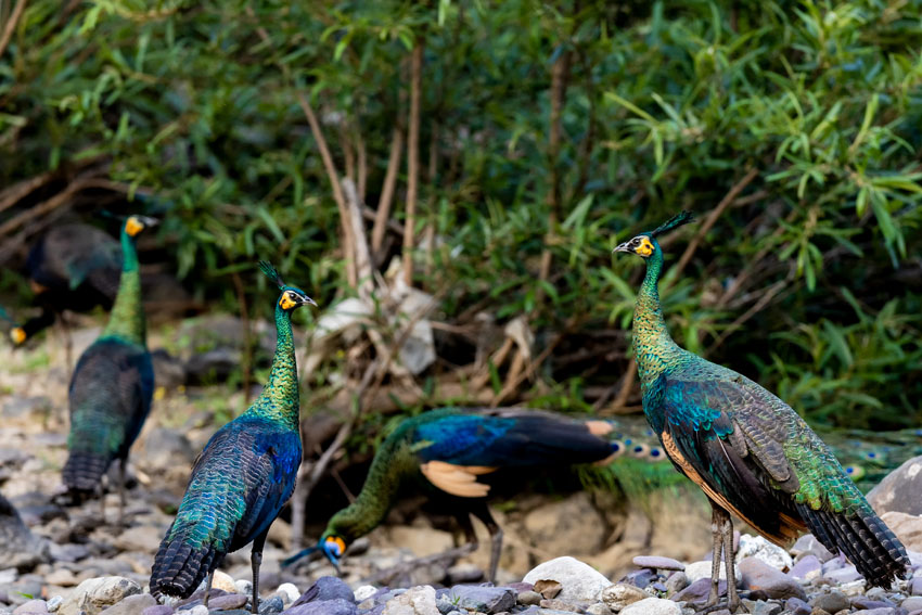 Yunnan’s nature reserve releases HD pictures of critically endangered green peafowl