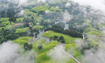 View of tea garden in China's Hubei
