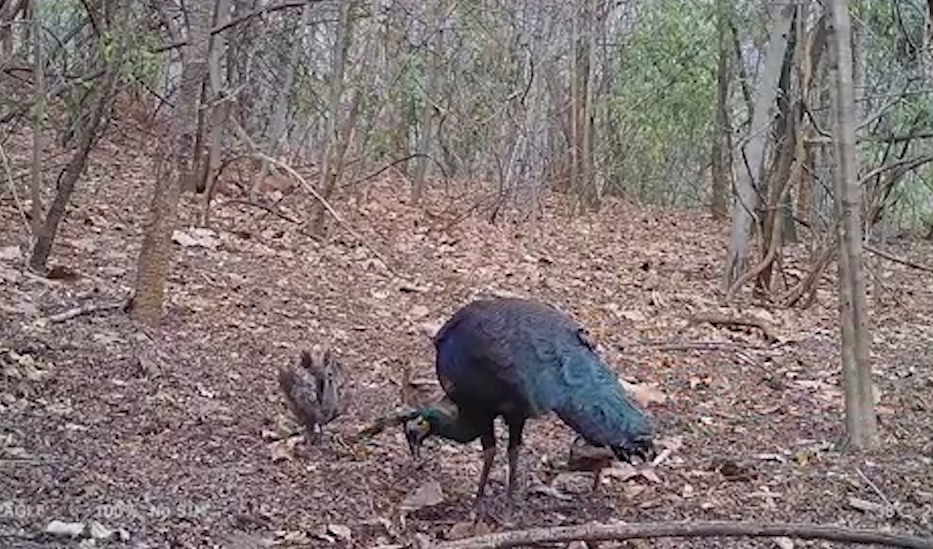 Infrared camera captures rare green peafowl in SW China's Yunnan