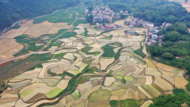 View of paddy fields in Donglan County of south China's Guangxi