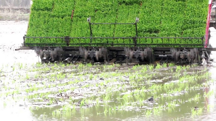 Beidou helps spring ploughing achieve unmanned rice transplanting in Heilongjiang