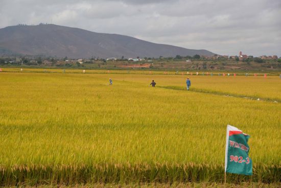Malagasy official thanks China for supporting African countries in agricultural development