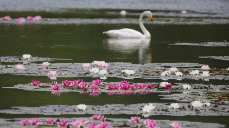 Water lilies bloom in Nanjing