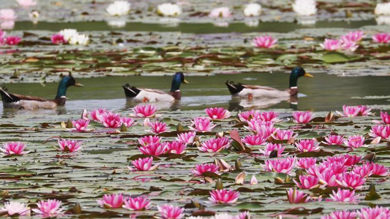 Water lilies bloom in Nanjing