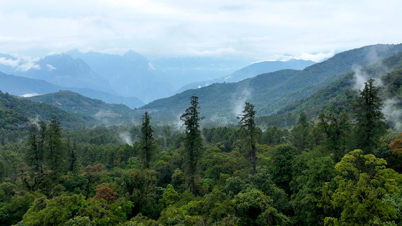 Tallest tree in Chinese mainland found in Tibet rising to height of 76.8 meters