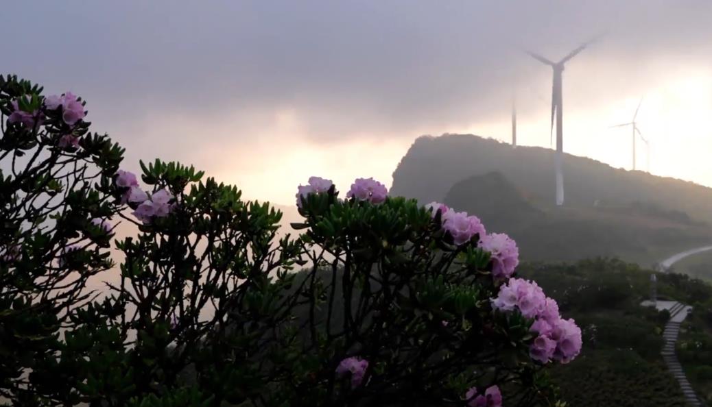 Azalea blooms in Guizhou Province create fairyland-like scenery