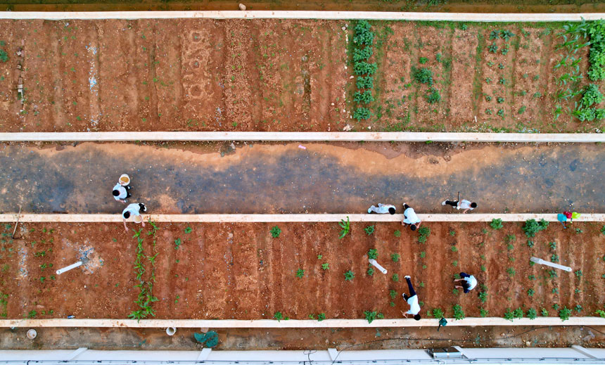 Rooftop vegetable gardens built atop middle school in Jiangxi give students practical hands-on experience