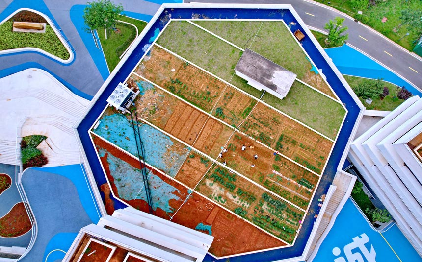 Rooftop vegetable gardens built atop middle school in Jiangxi give students practical hands-on experience