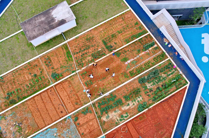 Rooftop vegetable gardens built atop middle school in Jiangxi give students practical hands-on experience