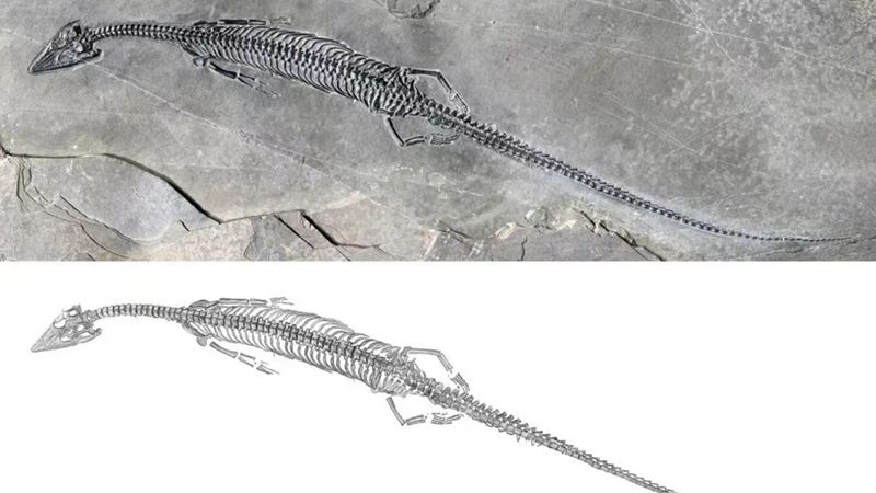 Chinese scientists find fossil of new marine reptile with "incredibly long" tail