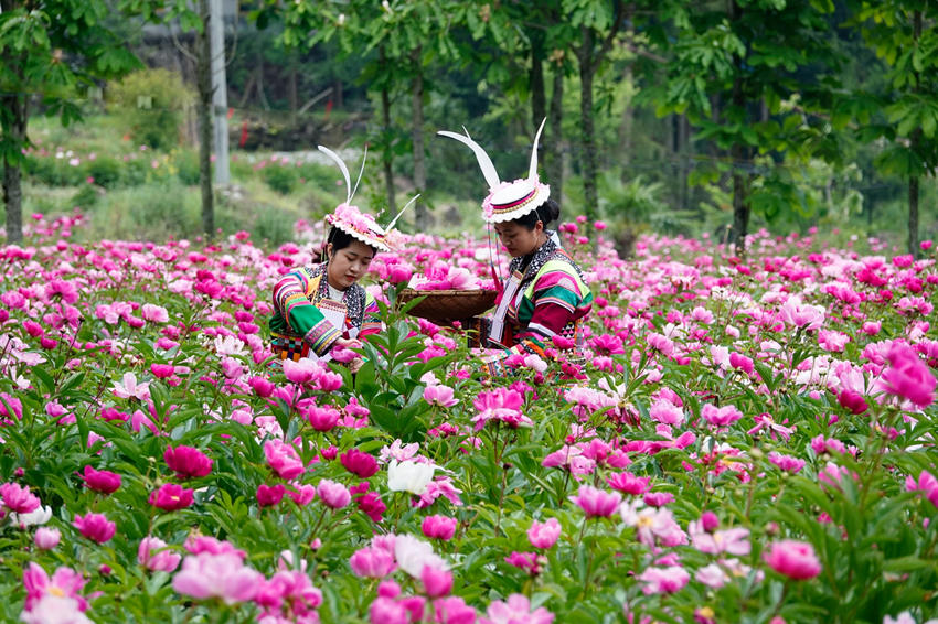 Blooming peonies revitalize Tibetan township in SW China's Sichuan