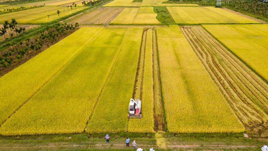 Farmers busy with summer farming across China