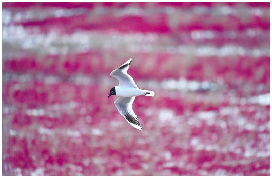 Population of endangered black-headed gulls exceeds 10,000 mark in NE China’s coastal city of Panjin