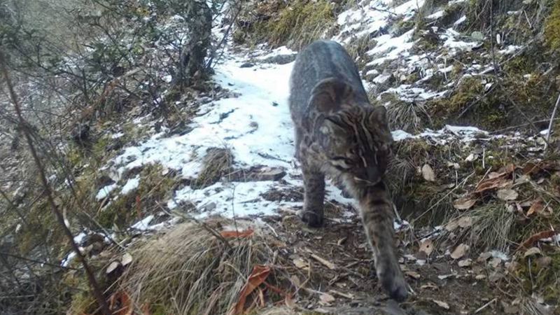Rare golden cat spotted in SW China’s Tibet for first time