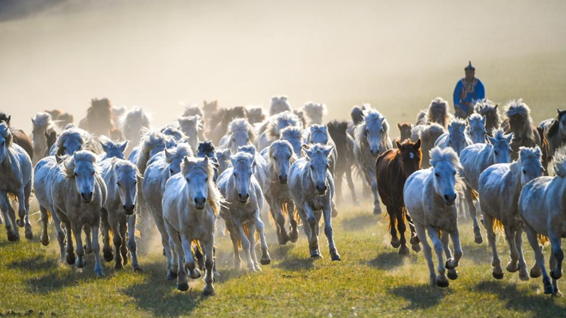 Herdsmen train horses in N China's Inner Mongolia