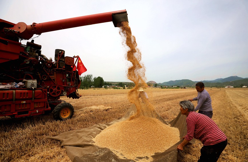 Farmers reap summer wheat in China’s Henan as busy harvesting season approaches