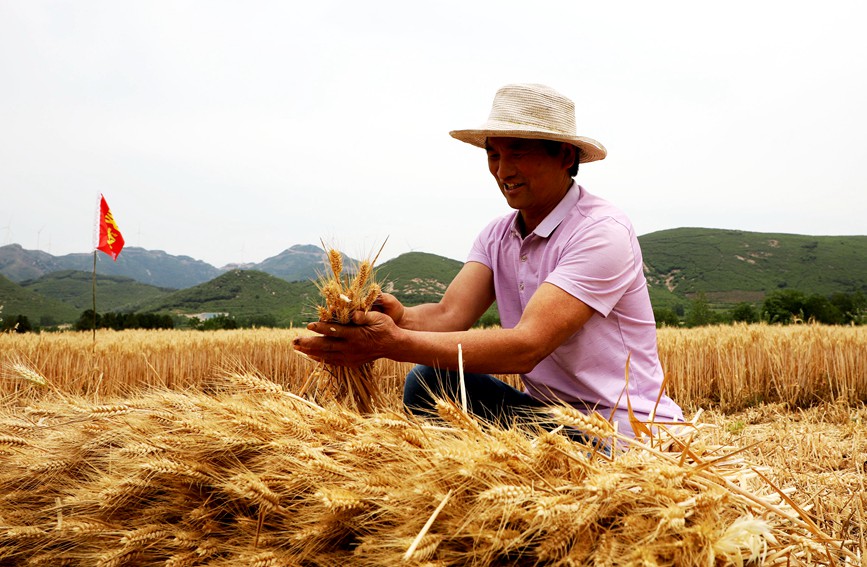 Farmers reap summer wheat in China’s Henan as busy harvesting season approaches