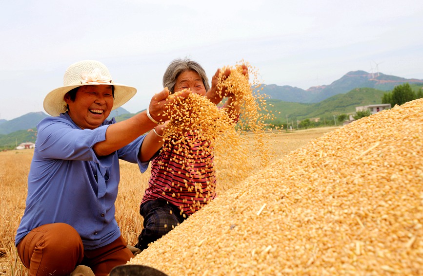 Farmers reap summer wheat in China’s Henan as busy harvesting season approaches