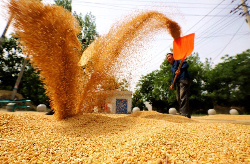Farmers reap summer wheat in China’s Henan as busy harvesting season approaches