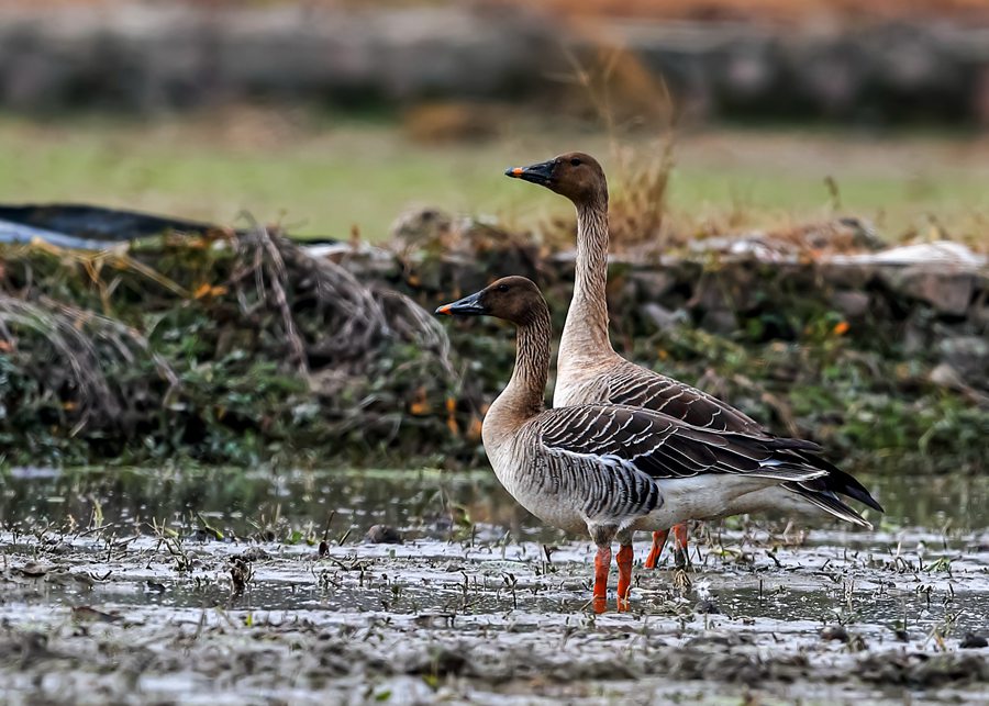 Changting county in China's Fujian becomes paradise for birds