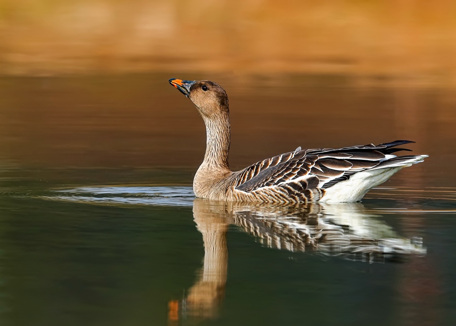 Changting county in China's Fujian becomes paradise for birds