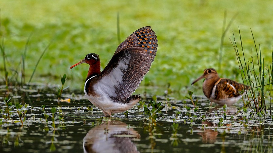 Changting county in China's Fujian becomes paradise for birds