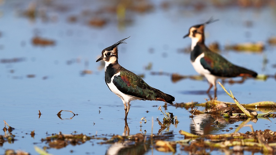 Changting county in China's Fujian becomes paradise for birds