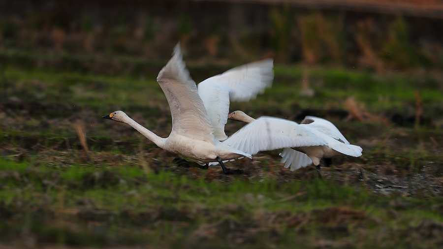 Changting county in China's Fujian becomes paradise for birds