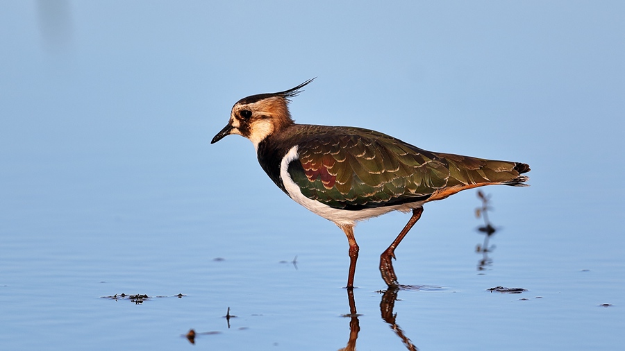 A northern lapwing forages leisurely in a field. (Photo/Liu Hui) 