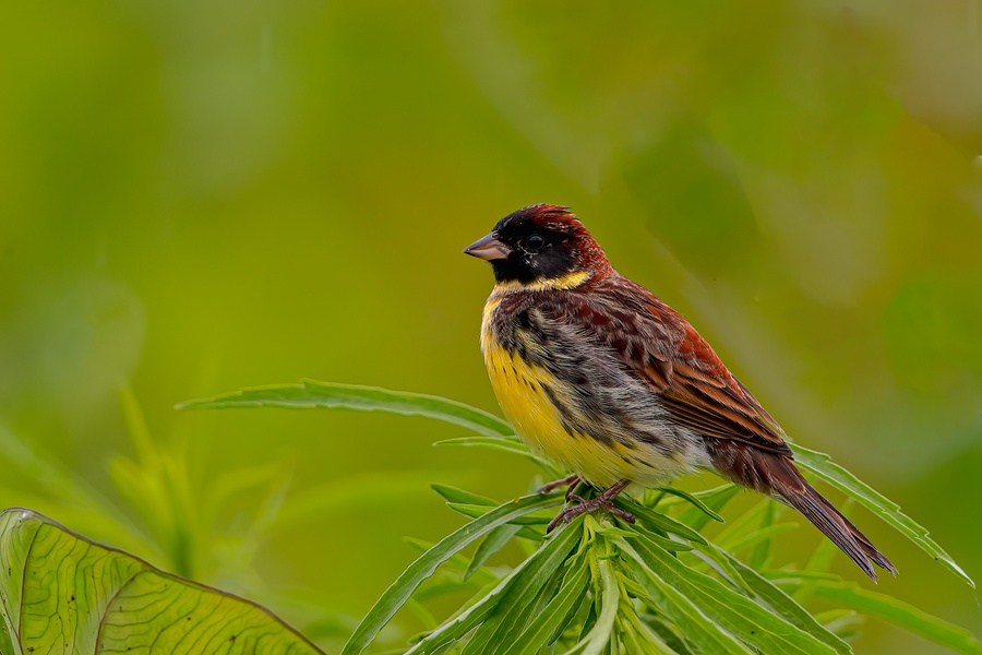 Changting county in China's Fujian becomes paradise for birds