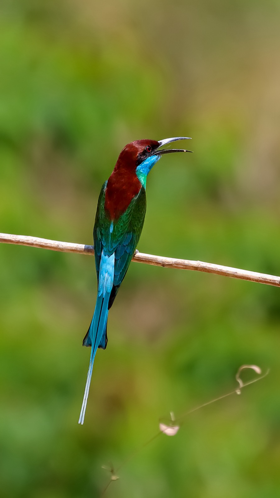 Changting county in China's Fujian becomes paradise for birds