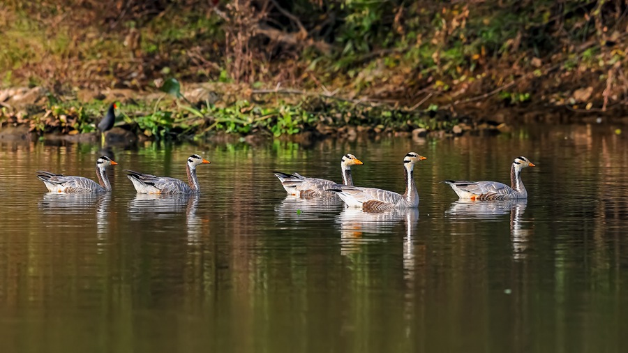 Changting county in China's Fujian becomes paradise for birds