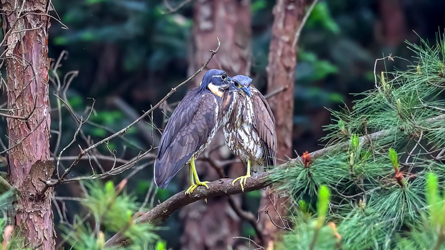 Changting county in China's Fujian becomes paradise for birds