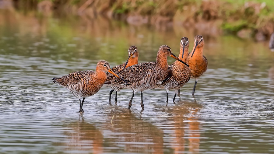 Changting county in China's Fujian becomes paradise for birds