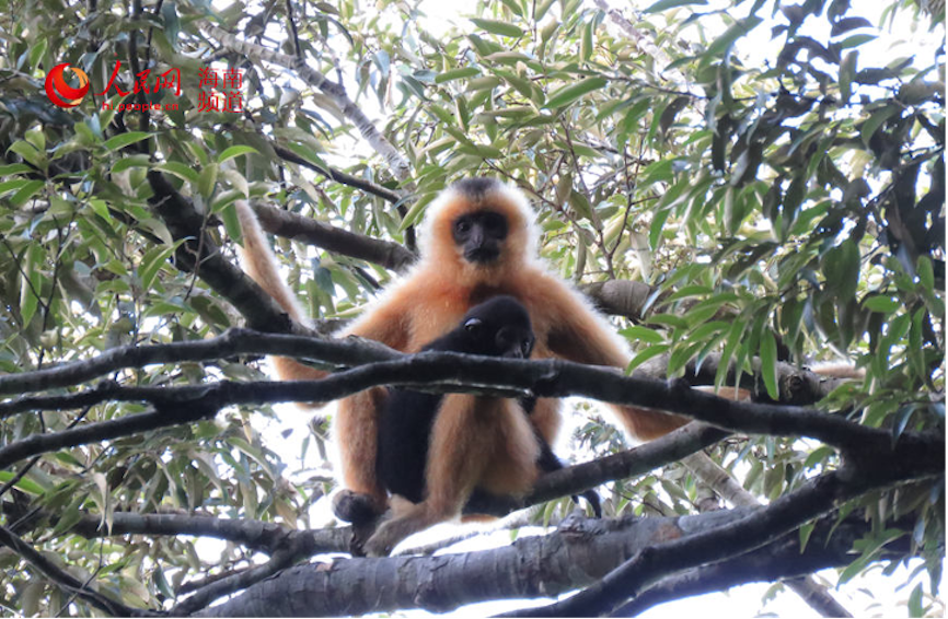 Hainan: China's tropical pearl features rich biodiversity