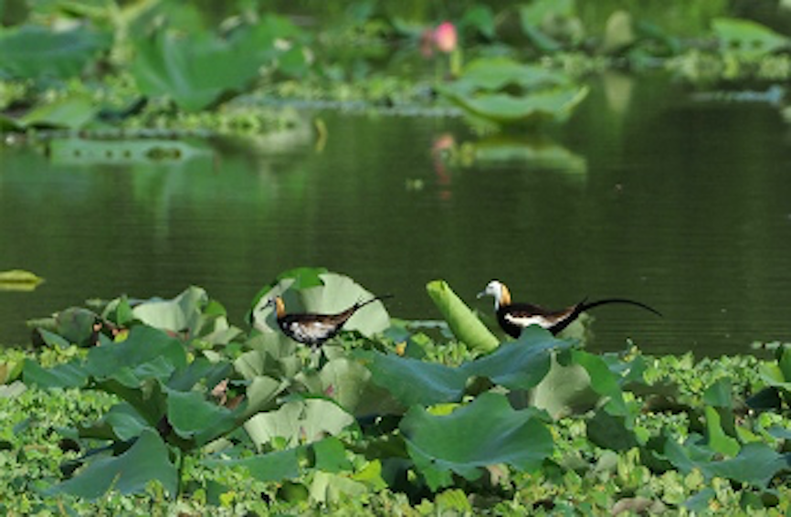 Hainan: China's tropical pearl features rich biodiversity
