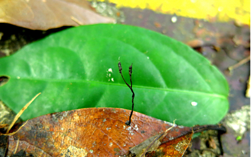 Hainan: China's tropical pearl features rich biodiversity