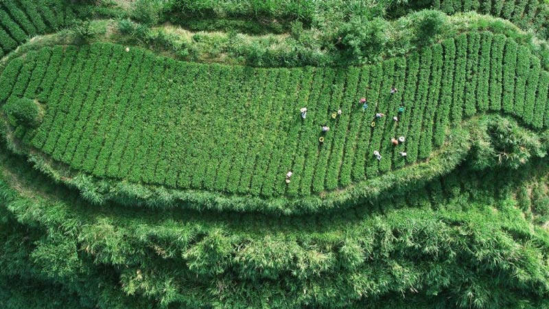 China owns most number of FAO Globally Important Agricultural Heritage Systems