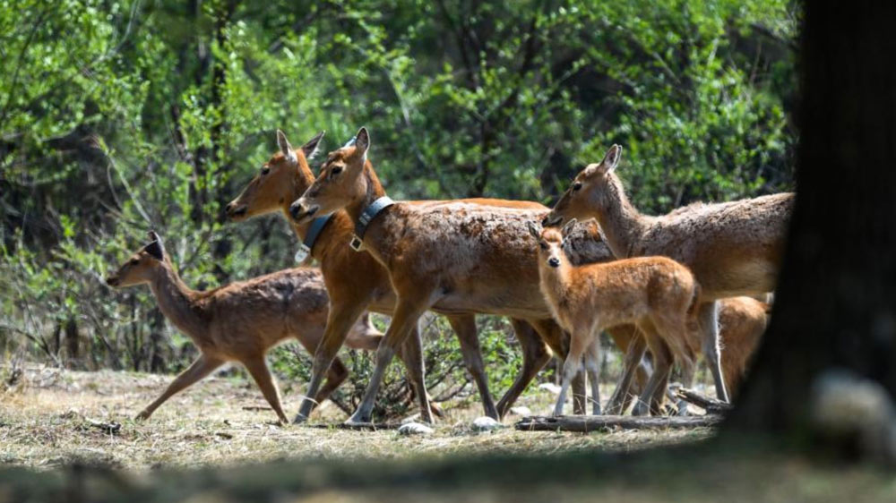 In pics: milu deers at nature reserves