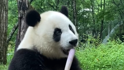 Giant panda eats bamboo shoots