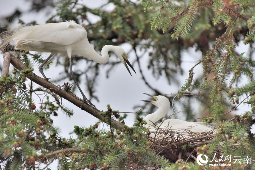 Photo shows two intermediate egrets building a nest atop a tree. (Photo/Wu Zaizhong)